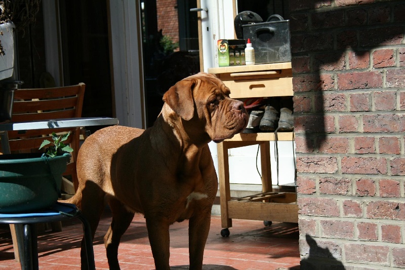 Cachou du joly papy