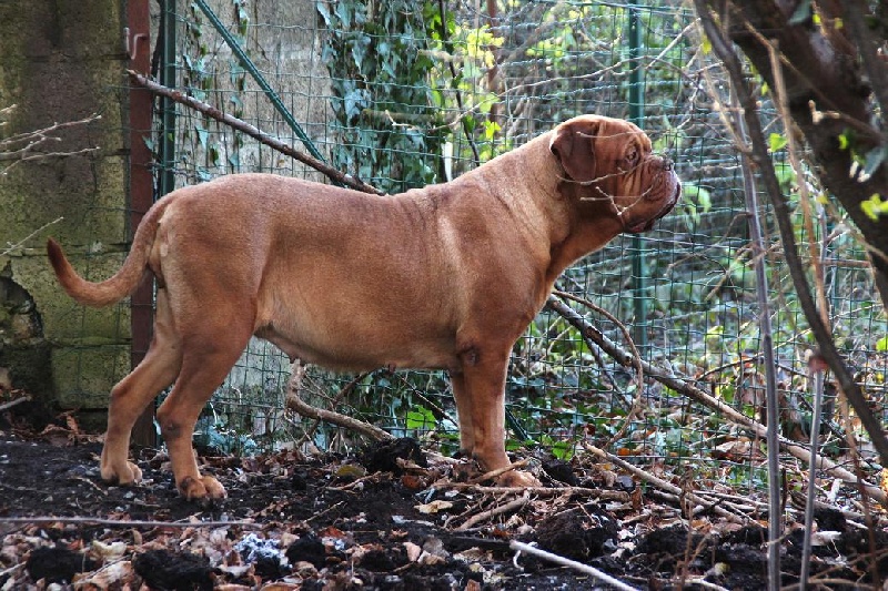 CH. Etoile du Joli Bief